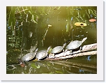 At_the _zoo (9) * 2048 x 1536 * (1.39MB)